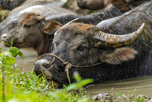 Water Buffalo in the Fields – Life in Rural Vietnam
