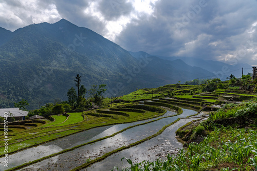 erraced Harmony – Rice Fields in the Mountain Light