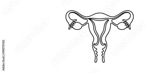 Minimalist one line art illustration of the female anatomy including the uterus and ovaries