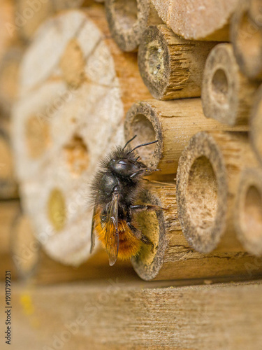 lateral closeup of a female european orchard bee with a fox-red abdomen on a wooden insect hotel crawling on breeding tube in sunlight