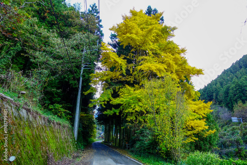 Narrow forest road with vibrant yellow ginkgo tree along Shikoku Henro route Japan
