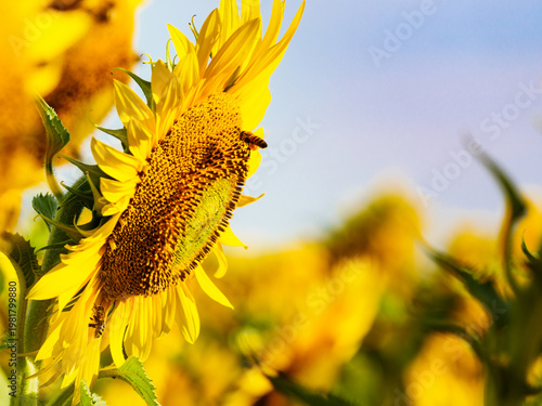 Honey bee collecting pollen at yellow flower.