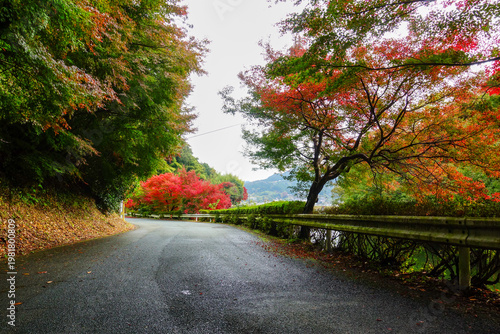 Curving mountain road with vivid autumn foliage along Shikoku Henro route in Japan