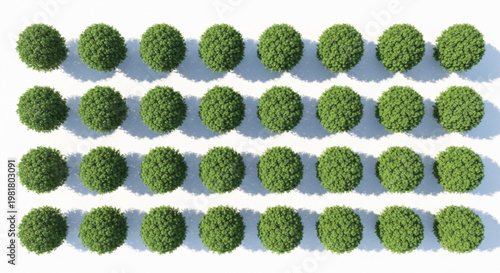 Top View of Green Round Bushes on White Background