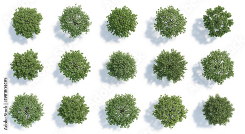 Set of 15 Green Tree Top View Vector Illustrations with Shadows