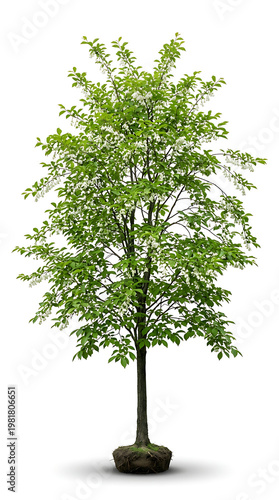Lush Young Deciduous Tree with Healthy Green Foliage and Visible Roots Isolated