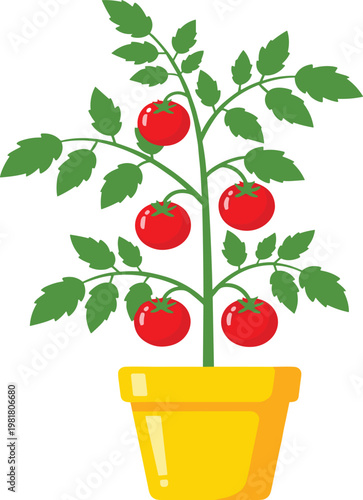 Vector Illustration of Fresh Red Tomatoes Growing on Green Plant in Yellow Pot for Urban Gardening Home Agriculture and Healthy Food