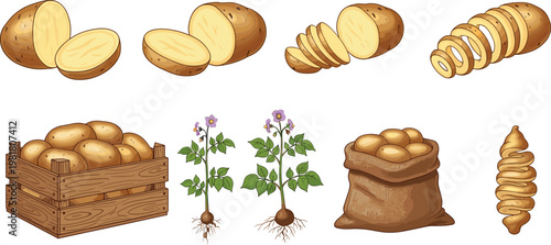 Vector Illustration Set of Potatoes with Sliced Halves, Peels, Wooden Crate, Sack, and Growing Plants with Roots on White Background,