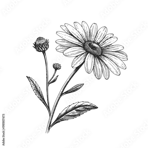 Hand drawn chamomile botanical illustration in vintage engraving style. Detailed black and white vector flower with leaves and buds isolated on light background.