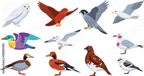 Diverse Bird Species Vector Set Featuring Owls, Falcons, Ducks, and Seabirds for Wildlife and Nature Illustrations