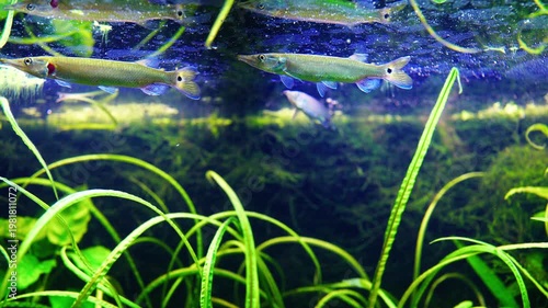 A freshwater fish Ctenolucius hujeta hujeta swims among aquatic plants underwater. 