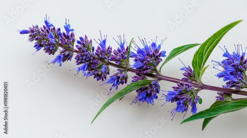 Stunning photo of blue hyssop flowers bloom on green stem. Detailed close up macro view of summer plant with purple buds. Nature botanical detail against white background.