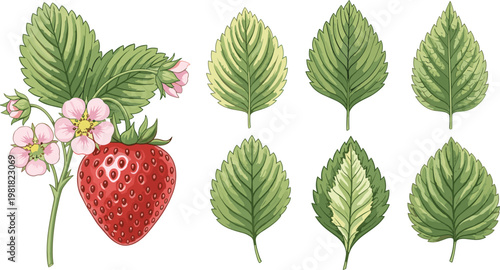 Hand-Drawn Strawberry Plant with Flowers and Leaves, Realistic Botanical Illustration of Fresh Fruit and Greenery"