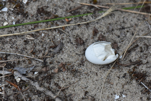 Broken turtle eggshell on sandy ground in pine forest