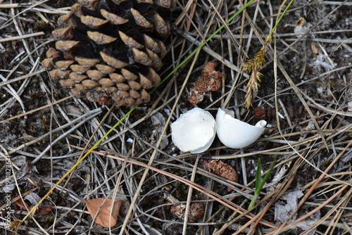 Pine cone and broken eggshells of a turtle on pine forest ground