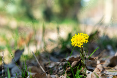 Tableau sur toile Coltsfoot flower blooming on spring meadow, yellow medicinal Tussilago farfara close up, natural herbal remedy for cough, symbol of early spring in forest, botanical nature photography, wild plant