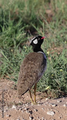 Vertical video,  a Northern black korhaan calling