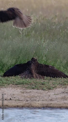 Vertical video, a lanner falcon attaching another lanner falcon
