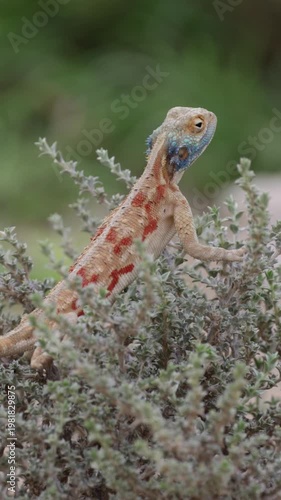 Vertical video,  a common ground agama in a bush.