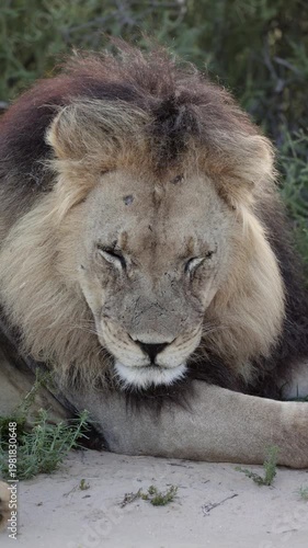 Vertical video,  a very tired male lion
