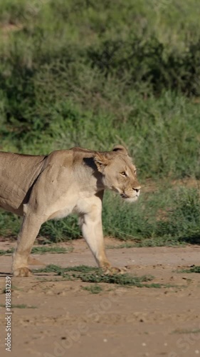 Vertical video,  a lioness walking in golden light