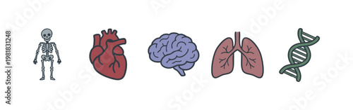 Human Anatomy and Biology Icons Set including Skeleton Heart Brain Lungs and DNA