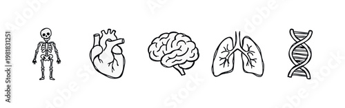 Human Anatomy Biology Line Icons Set with Skeleton Heart Brain Lungs and DNA