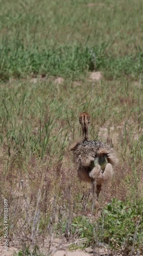 Vertical video,  Small ostrich chicks on the move