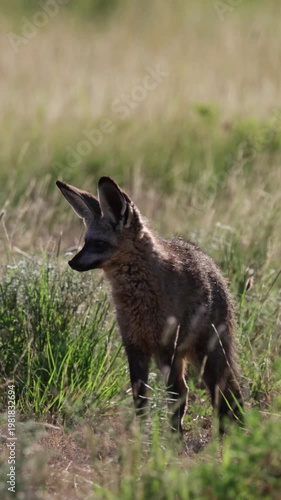Vertical video,  a bat eared fox searching for a snack