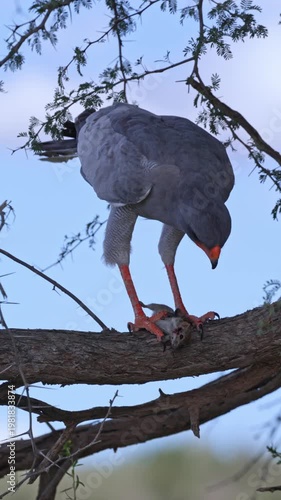 Vertical video,  A Chanting goshawk feeding on a mouse