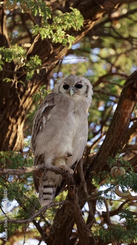 Vertical video,  A Verreaux's Eagle owl during daytime.