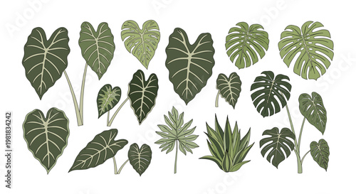 Detailed collection of various green tropical plant leaves including monstera and philodendron species on white background.