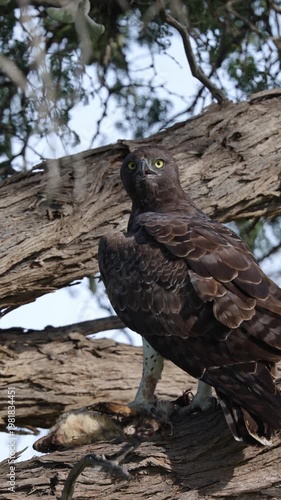 Vertical video,  a Martial eagle with its bat-eared fox kill