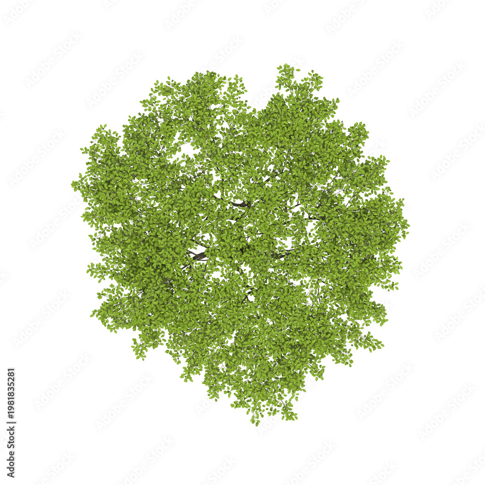Obraz premium tree top view, isolate on a transparent background, 3d illustration