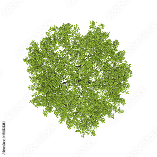 tree top view, isolate on a transparent background, 3d illustration