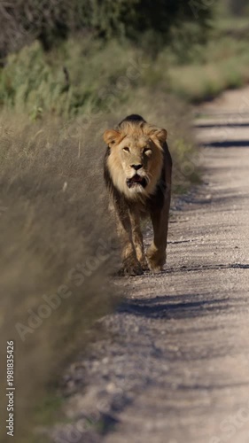 Vertical video, Black-maned lion approaching on the road