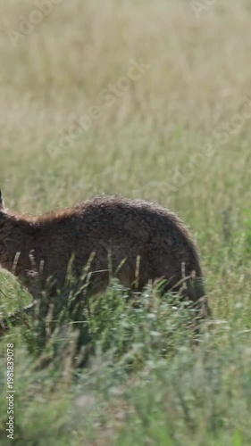 Vertical video, a Bat eared fox on the move in day time