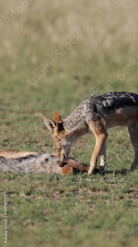 Vertical video, Black-backed jackals removing ticks