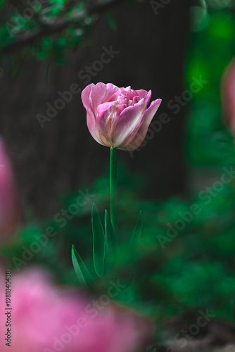 Fotografie A beautiful pink tulip standing alone in a lush green garden with blurred backgr