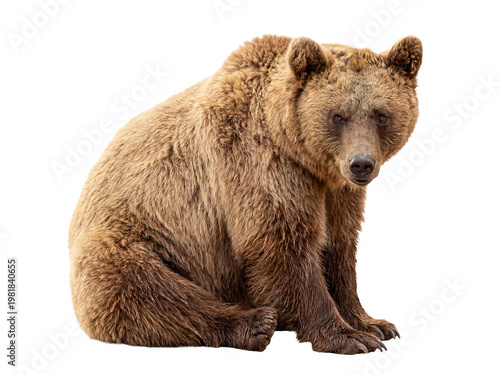 Photography A large, powerful brown bear sitting attentively, captured in a detailed wildlife photograph with a transparent alpha