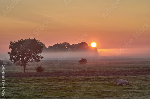 Fényképezés resting cattle while Sunrise on Eiderstedt Peninsula close to Sankt Peter-Ording