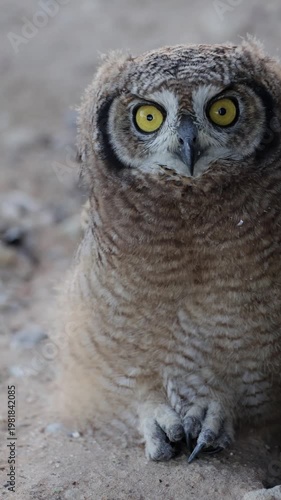 Vertical video,  a Spotted eagle owl chick on the ground