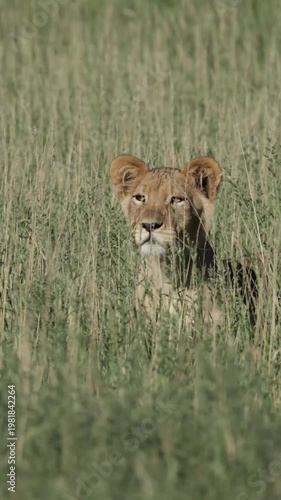 Vertical video,  a young lion cub moving through long grass