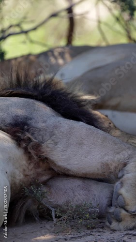 Vertical video, Lion and lioness resting in the shade