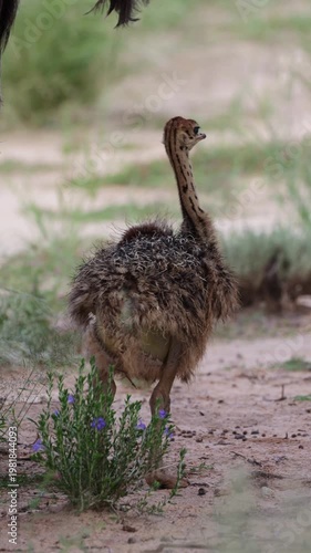 Vertical video, an ostrich chick close-up