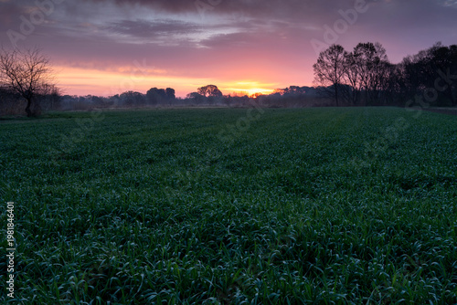朝霧と朝焼けに染まる春の麦畑と夜明けの風景
