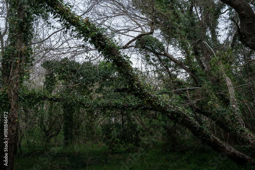 ツタが絡まり生い茂る原生林の樹木