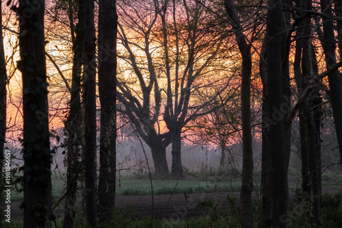 森の夜明けと鮮やかな朝焼けの風景