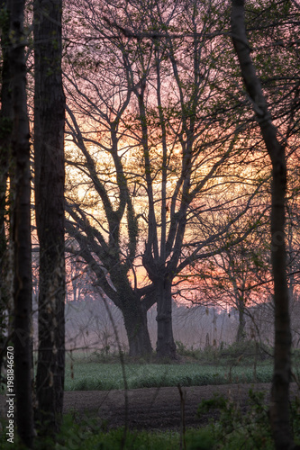森の夜明けと鮮やかな朝焼けの風景