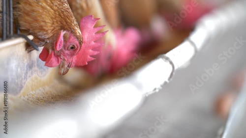 Brown hens in a battery cage system feeding from a trough, with fresh brown eggs on a collection tray. Industrial egg production and commercial poultry farming practices